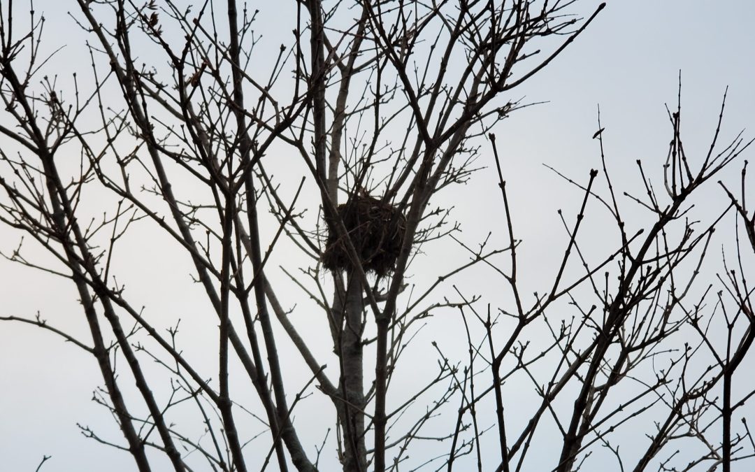 A barren tree with a nest