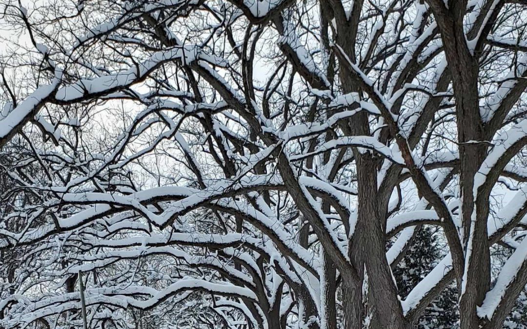 Finding beauty in a storm...trees covered with snow