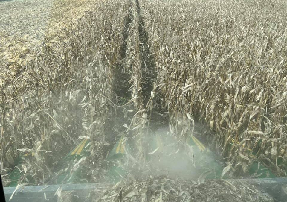 Combine harvesting the corn