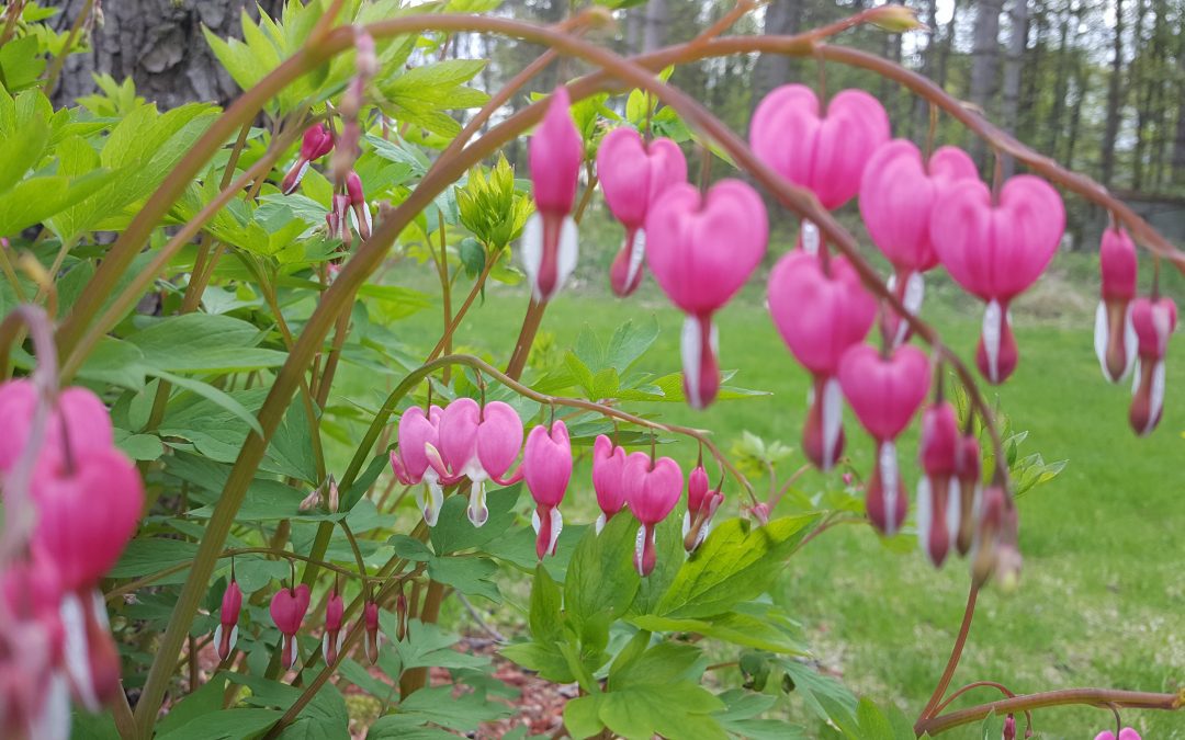 Three Steps to address a bleeding heart